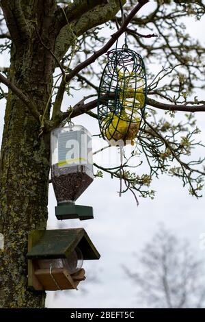 Drei verschiedene Arten von Vogelfutterhäuschen in einem Blütenbaum mit Knospen zu Beginn des Frühlings Stockfoto