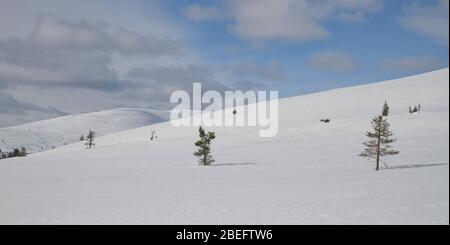 Szene in Pallastunturi im Pallas-Yllästunturi Nationalpark, Muonio, Finnland Stockfoto