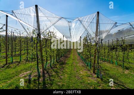 Apfelplantage am Buchholzhof in Essen-Kettwig, Deutschland, Stockfoto