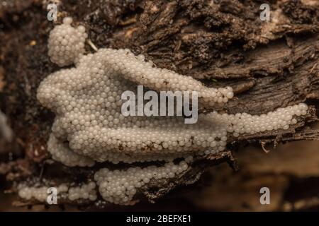 Ein Schleimschimmel (Myxomycetes), der auf einem faulen Holzstamm in den Wäldern der East Bay Region von Kalifornien an der Westküste wächst. Stockfoto