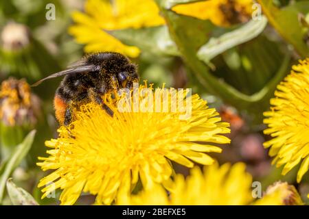 Eine Nahaufnahme einer Hummel, die Nektar auf einer Löwenzahn-Blüte sammelt Stockfoto