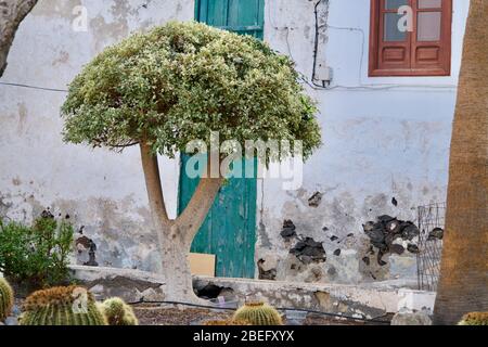 Ficus benjamina vor einem morbiden Haus Stockfoto