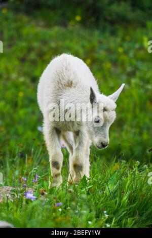 Zwei Bergziegen, Mutter und Kind in grüne Rasenfläche, Glacier National Park, Montana Stockfoto