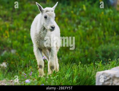 Zwei Bergziegen, Mutter und Kind in grüne Rasenfläche, Glacier National Park, Montana Stockfoto