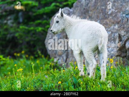 Zwei Bergziegen, Mutter und Kind in grüne Rasenfläche, Glacier National Park, Montana Stockfoto