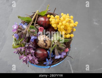 Eine blaue Glasschale mit farbigen Wachteleiern und Frühlingsblumen. Osterkomposition, Kopierraum für Text, Design. Stockfoto