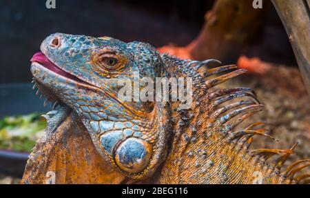 American Leguan seine Zunge herausstreckt, detaillierte Reptiliengesicht, tropische Eidechse Specie aus Amerika, beliebte exotische Haustier Stockfoto