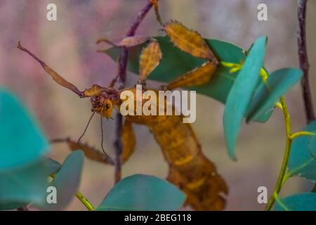 Makro-Clsoeup-Porträt eines stacheligen Blattinsekten, tropische Spazierstock-Spezies aus Australien Stockfoto