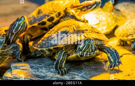 Nahaufnahme Porträt einer roten Ohrschildkröte mit anderen Schildkröten im Hintergrund Stockfoto