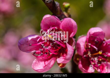 Purpule Pfirsichblume Prunus persica Stockfoto