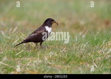Ein adut-Rüde Ring Ouzel (Turdus torquatus) sammelt im späten Frühjahr Nahrung für seine Jungen im Cairngorms National Park, Schottland, Großbritannien Stockfoto