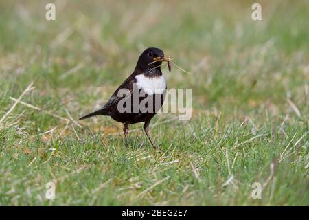 Ein adut-Rüde Ring Ouzel (Turdus torquatus) sammelt im späten Frühjahr Nahrung für seine Jungen im Cairngorms National Park, Schottland, Großbritannien Stockfoto