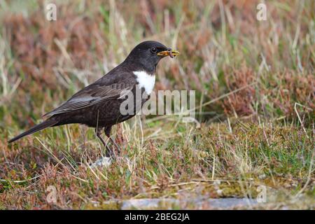 Ein adut-Rüde Ring Ouzel (Turdus torquatus) sammelt im späten Frühjahr Nahrung für seine Jungen im Cairngorms National Park, Schottland, Großbritannien Stockfoto