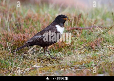 Ein adut-Rüde Ring Ouzel (Turdus torquatus) sammelt im späten Frühjahr Nahrung für seine Jungen im Cairngorms National Park, Schottland, Großbritannien Stockfoto