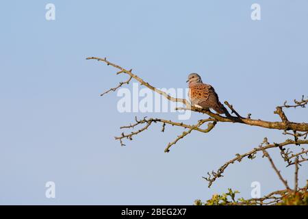 Eine Erwachsene Europäische Schildkrötentaube (Streptopelia turtur), die auf einem exponierten Zweig in Suffolk, Großbritannien singt Stockfoto