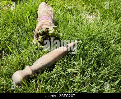 Erdbeere beginnt und dib in einem Leintuch Verpackung auf hellgrünen Frühlingsgras Stockfoto