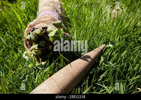 Erdbeere beginnt und dib in einem Leintuch Verpackung auf hellgrünen Frühlingsgras Stockfoto