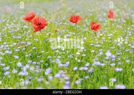 Frühling. Mohnblumen in einem Feld von blauen Blumen. Apulien, Italien.Frühlingsfarben in der Landschaft am frühen Morgen. Stockfoto