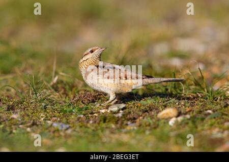 Ein Eurasischer Wrynckeck (Jynx torquilla), der sich auf dem Boden beim Herbstzug an der Suffolk Küste, England, Großbritannien, ernährt Stockfoto