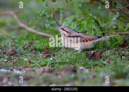 Ein Eurasischer Wrynckeck (Jynx torquilla), der sich auf dem Boden beim Herbstzug an der Suffolk Küste, England, Großbritannien, ernährt Stockfoto