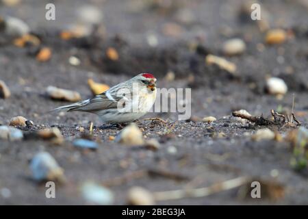 Ein wilder Erstwinter-Coues's Arctic Redpoll (Acanthis hornemanni exilipes), der sich im Frühjahr in Suffolk, Großbritannien, am Boden ernährt Stockfoto