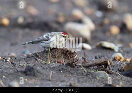 Ein wilder Erstwinter-Coues's Arctic Redpoll (Acanthis hornemanni exilipes), der sich im Frühjahr in Suffolk, Großbritannien, am Boden ernährt Stockfoto