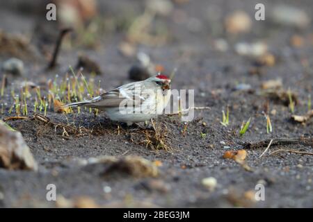 Ein wilder Erstwinter-Coues's Arctic Redpoll (Acanthis hornemanni exilipes), der sich im Frühjahr in Suffolk, Großbritannien, am Boden ernährt Stockfoto