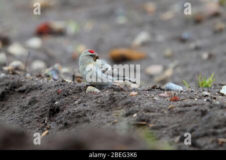 Ein wilder Erstwinter-Coues's Arctic Redpoll (Acanthis hornemanni exilipes), der sich im Frühjahr in Suffolk, Großbritannien, am Boden ernährt Stockfoto