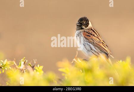 Gewöhnlicher Schilfhämmer, Emberiza Schoeniclus, auf einer Hecke in der Nähe von Meppershall, Bedfordshire, Großbritannien Stockfoto