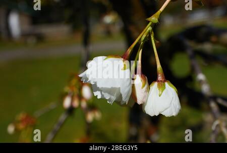 Nahaufnahme des weißen Mt. Fuji blühende Kirschblüte Stockfoto