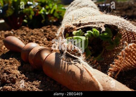 Erdbeerpflanzen (Fragaria × ananassa) in einem Schrott von Leintuch mit einem Holzdib gewickelt Stockfoto