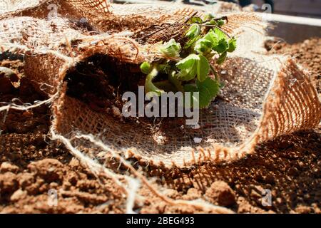 Junge Erdbeere (Fragaria × ananassa) Pflanzen (Starts) in einem Schrott von Schleierlappen Tuch bereit für die Pflanzung in den Boden gewickelt Stockfoto