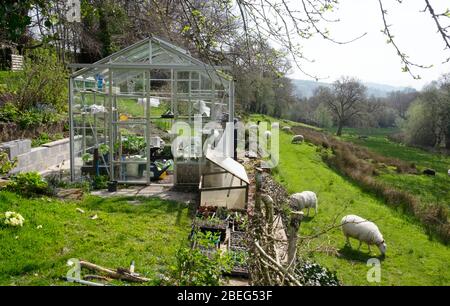 Schafe grasen in einem Feld neben Außenansicht des Gewächshauses in einem Gemüsegarten im Frühjahr April mit Tabletts von Sämlingen Wales UK. KATHY DEWITT Stockfoto