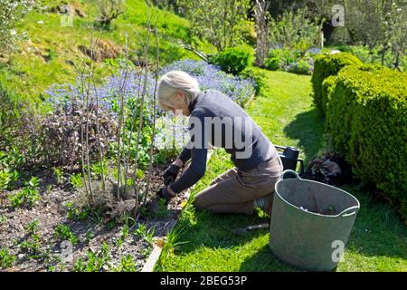 Ältere ältere ältere Frau arbeitet im Garten im Garten Unkrautjäten in einem erhöhten Bett im Frühjahr graben Unkraut zu Pflanzen Blumenpflanzen Samen Wales UK KATHY DEWITT Stockfoto