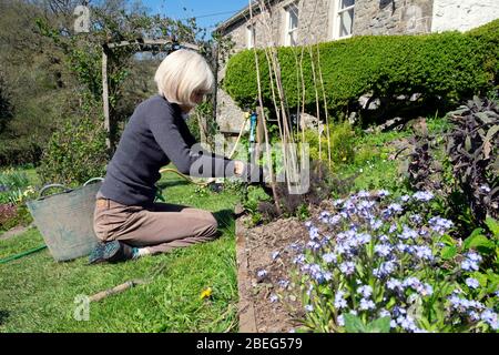 Ältere ältere Frau jäten im Kräutergarten während einer Coronavirus-Pandemie im Hochbett im Frühjahr bei der Pflanzung von Setzlingen Wales Großbritannien KATHY DEWITT Stockfoto