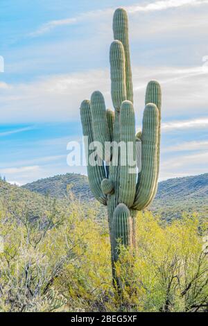 Saguaro Kaktus in der Sonoran Wüste in Arizona Stockfoto