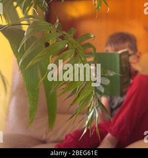 Tropische Palme auf gelbem Hintergrund - weicher Fokus Stockfoto