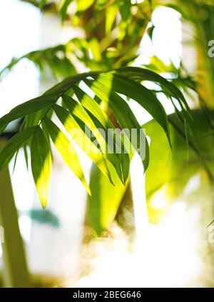 Tropische Palme auf gelbem Hintergrund - weicher Fokus Stockfoto