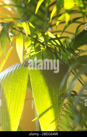 Tropische Palme auf gelbem Hintergrund - weicher Fokus Stockfoto
