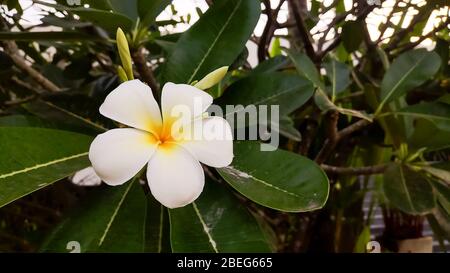 Weiß und gelb Plumeria spp. Frangipani Blumen, Frangipani, Pagodenbaum oder Tempelbaum mit Regentropfen auf natürlichem Hintergrund.Kurblume oder weiß Stockfoto