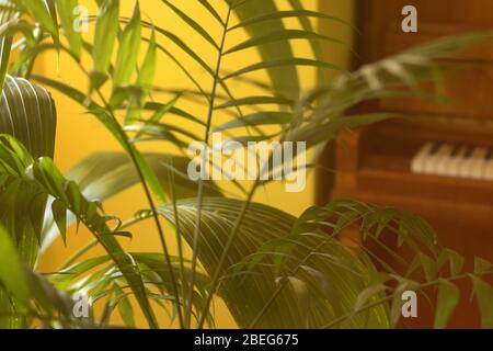 Tropische Palme auf gelbem Hintergrund - weicher Fokus Stockfoto