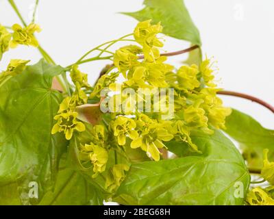 Nahaufnahme der gelben Frühlingsblumen des britischen Feldahornhals Acer campestre Stockfoto