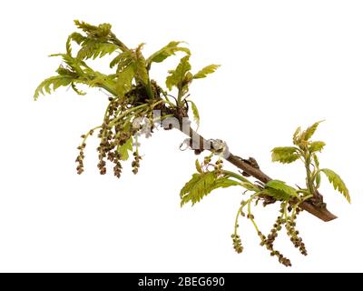 Auftauchende Blätter und windbestäubte Blüten der britischen heimatlichen Eiche Quercus petraea auf weißem Hintergrund Stockfoto