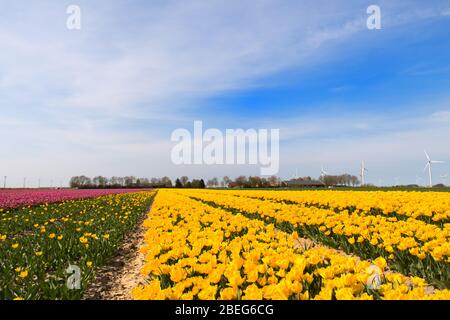 Felder voller farbenfroher Tulpen in holländischem Flevopolder Stockfoto