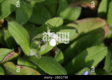 Krabbenspinne Stockfoto