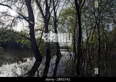 Ein Waldgürtel am Fluss, der von Quellwasser des Flusses versenkt wird. Stockfoto