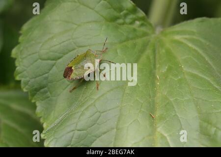 Gemeinsamen grünen Schild Bug Stockfoto