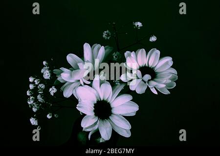 Bouquet von Gänseblümchen in weichen rosa Farben. Schöne Blumen mit grünen Unschärfe-Hintergrund. Stockfoto