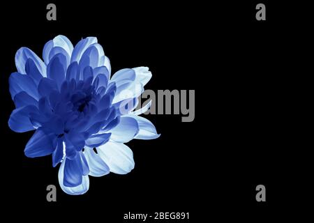 Chrysanthemenblätter in zarten rosa Farben. Schöne blaue Blumen mit unscharfen Hintergrund. Abstrakter violetter Hintergrund. Stockfoto