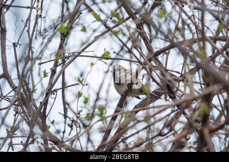Haus Sparrow auf Branch im Frühling Stockfoto